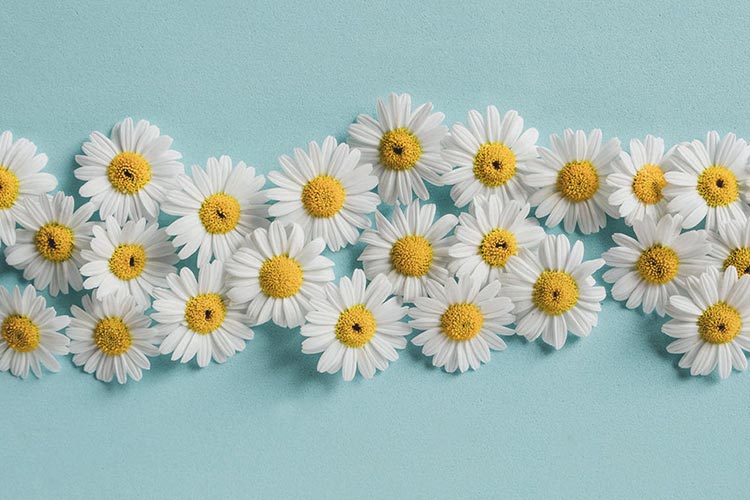 خواص بابونه برای پوست و مو
