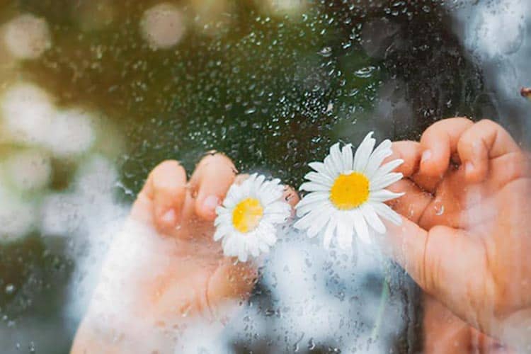 خواص بابونه برای بدن