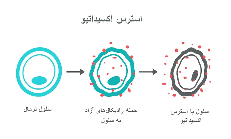 کاهش استرس اکسیداتیو؛ از بهترین فواید ویتامین e 