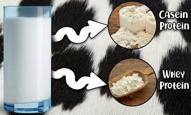 پروتئین وی از چی ساخته شده؟