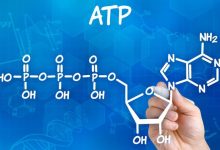 ATP چیست