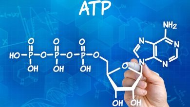 ATP چیست