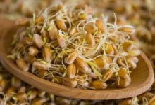 قرص جوانه گندم چیست