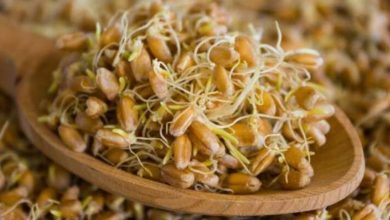 قرص جوانه گندم چیست