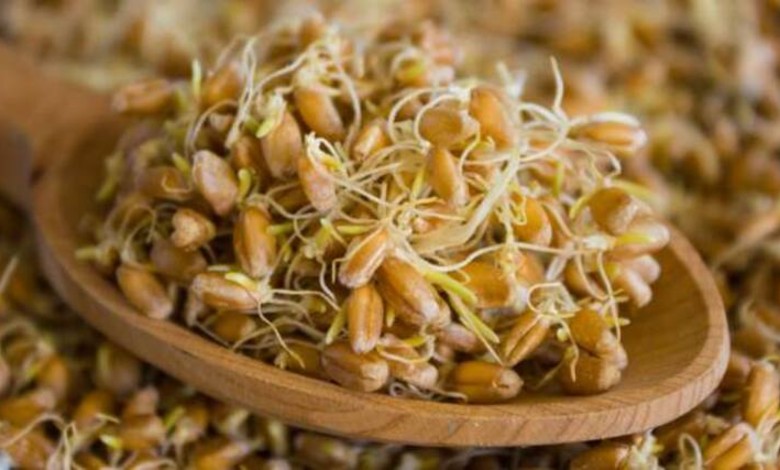 قرص جوانه گندم چیست